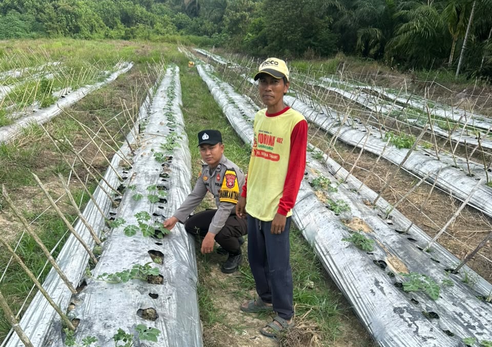 Setengah Hektare Ladang Semangka Jadi Sasaran Program Polisi Cinta Petani di Rohil
