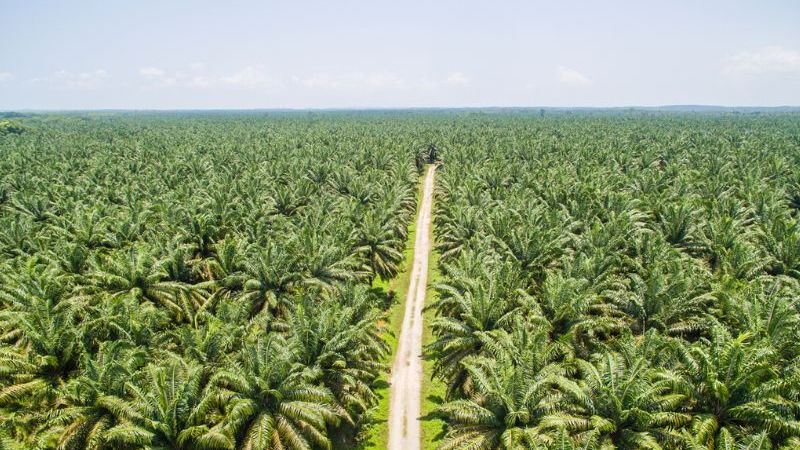 Wacana PAP Sawit, Kadisbun Riau: Potensi PAD Harus Dimaksimalkan tapi Tetap Ikuti Aturan