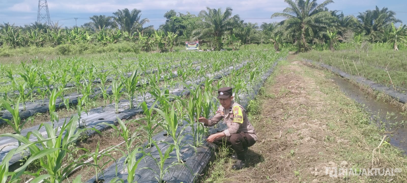 Cuaca Panas Hambat Pertumbuhan Ketahanan Pangan di Rimba Melintang