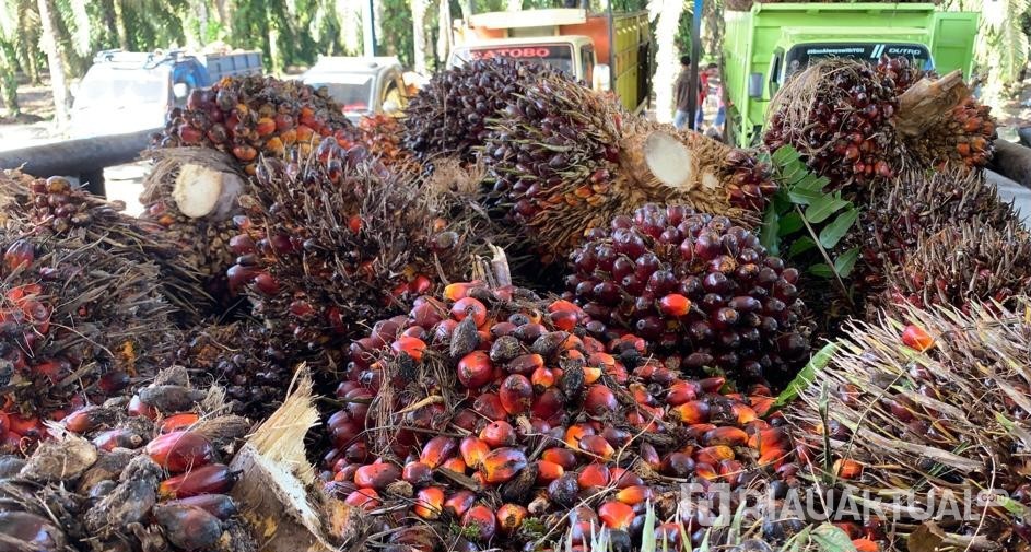 Harga TBS Sawit Riau Masuk Tiga Besar Nasional, Sumbar Tertinggi Se-Indonesia