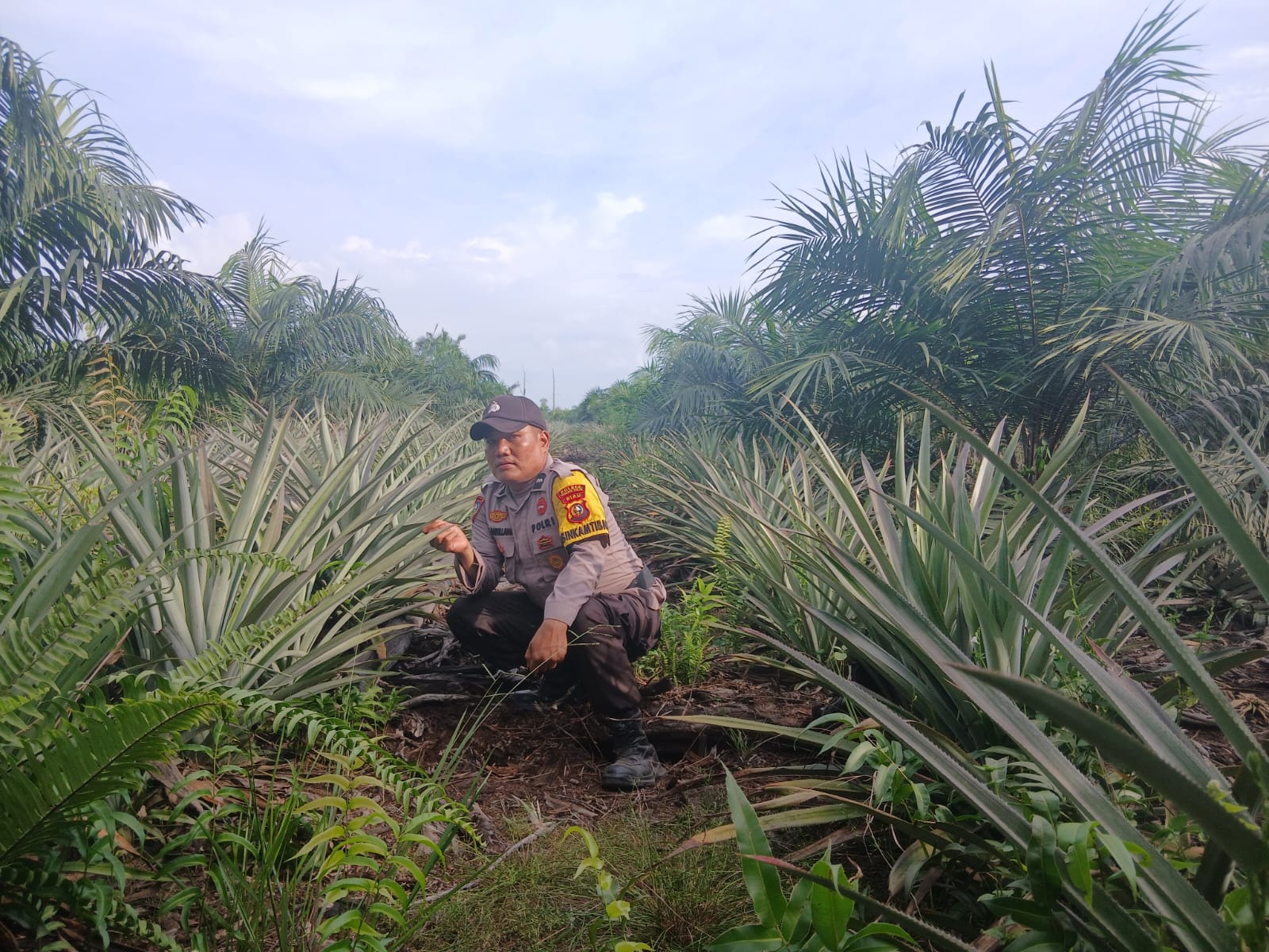 Dukung Ketahanan Pangan, Polisi di Bangko Pusako Sambangi Petani Nanas