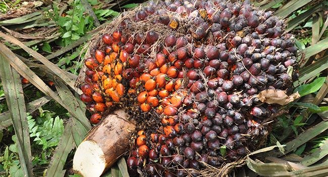 TBS Kelapa Sawit Mitra Swadaya Turun, Rp3.709 per Kilogram