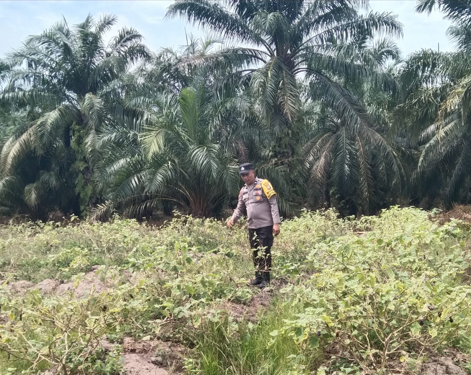 Dukung Ketahanan Pangan, Bhabinkamtibmas di Rohil Turun ke Kebun Petani 