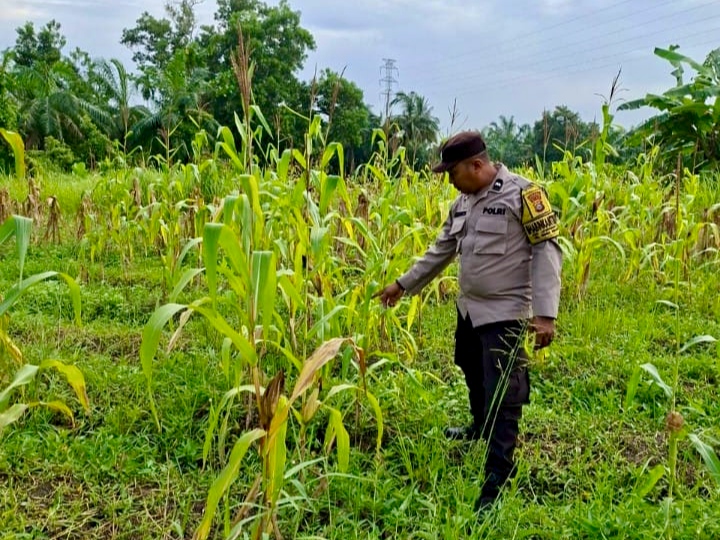 Dukung Asta Cita Presiden, Polsek Rimba Melintang Pantau Perkembangan Jagung di Lenggadai Hilir