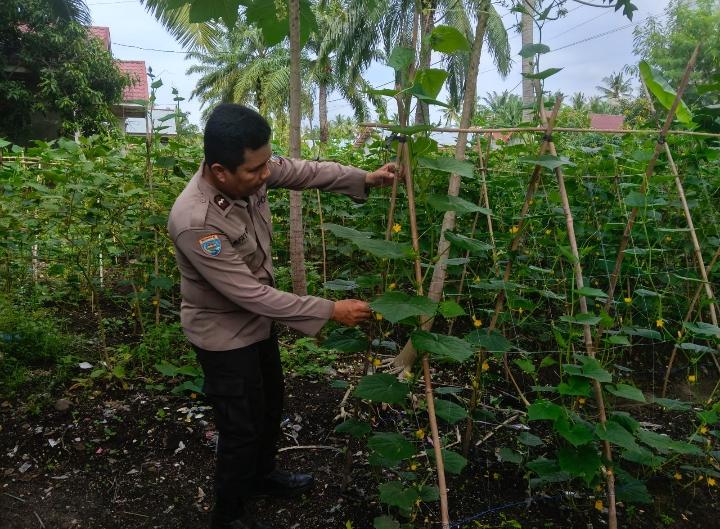 Dukung Ketahanan Pangan Nasional, Polisi Turun Langsung ke Lahan Timun Milik Warga