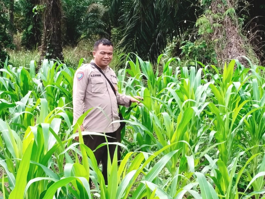 Bhabinkamtibmas Polsek Rimba Melintang Aktif Pantau Pertumbuhan Ketahanan Pangan di Rohil