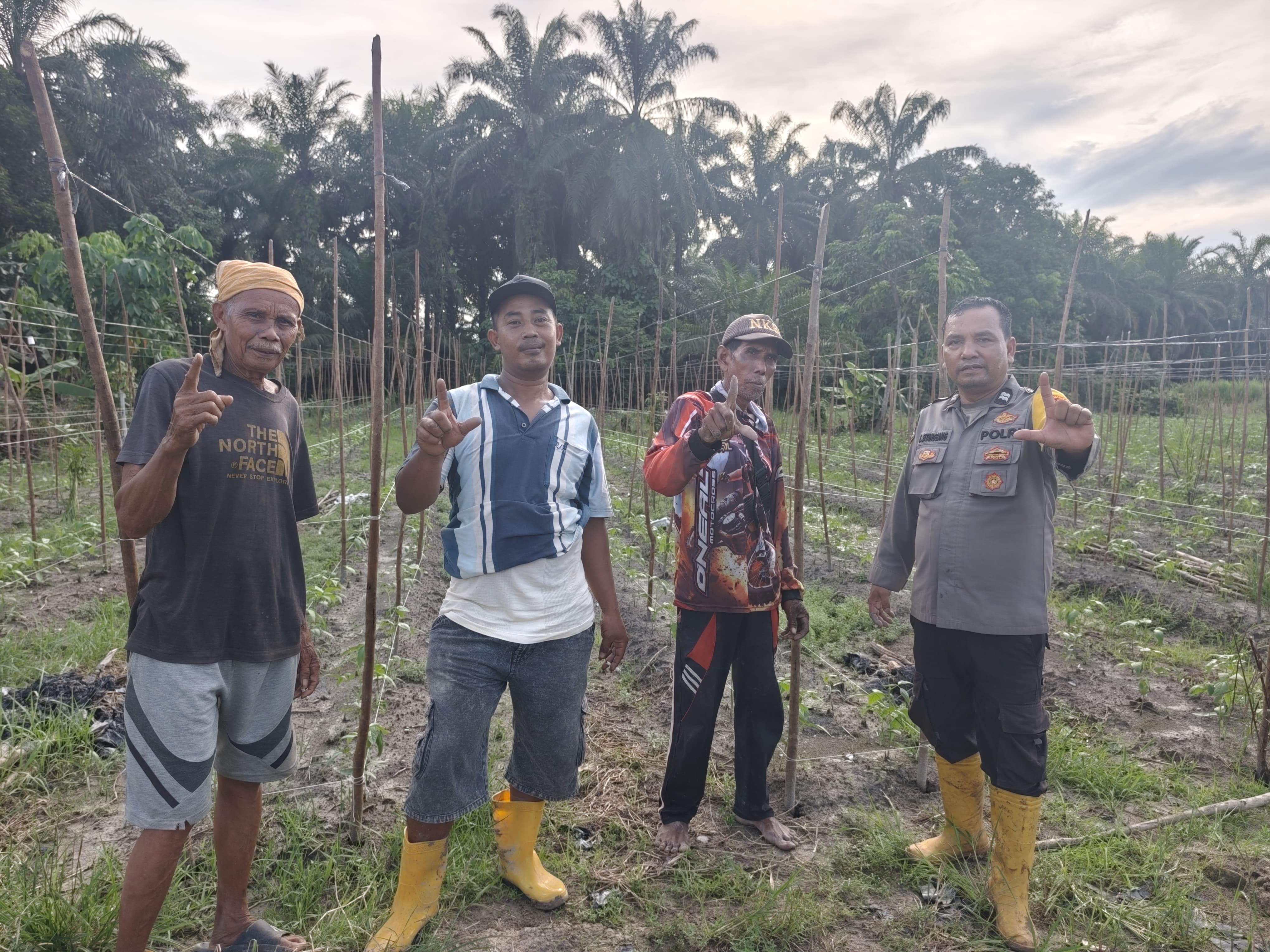 Polisi dan Petani di Rohil Kompak Tanam Kacang Panjang Demi Ketahanan Pangan