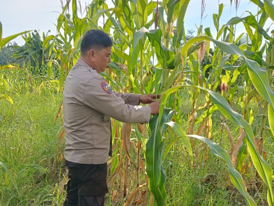 Secara Berkala Bhabinkamtibmas Polsek Rimba Melintang Monitoring Ketahanan Pangan di Rohil