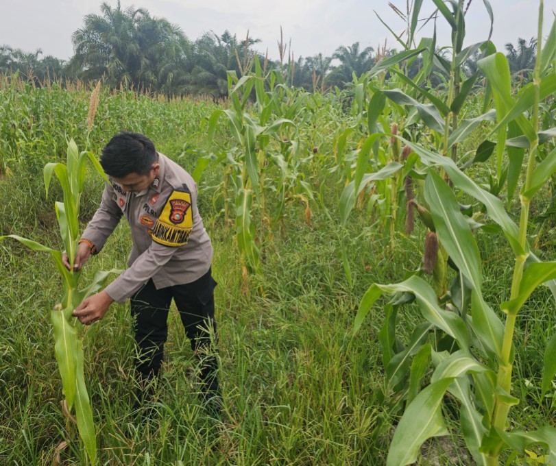 Bhabinkamtibmas Polsek Rimba Melintang Pantau Pertumbuhan Jagung Ketahanan Pangan di PT GMR