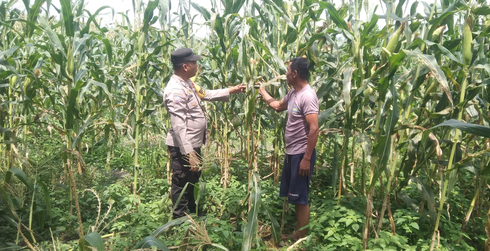 Dukung Ketahanan Pangan, Polisi di Rohil Turun Langsung Temui Petani Jagung