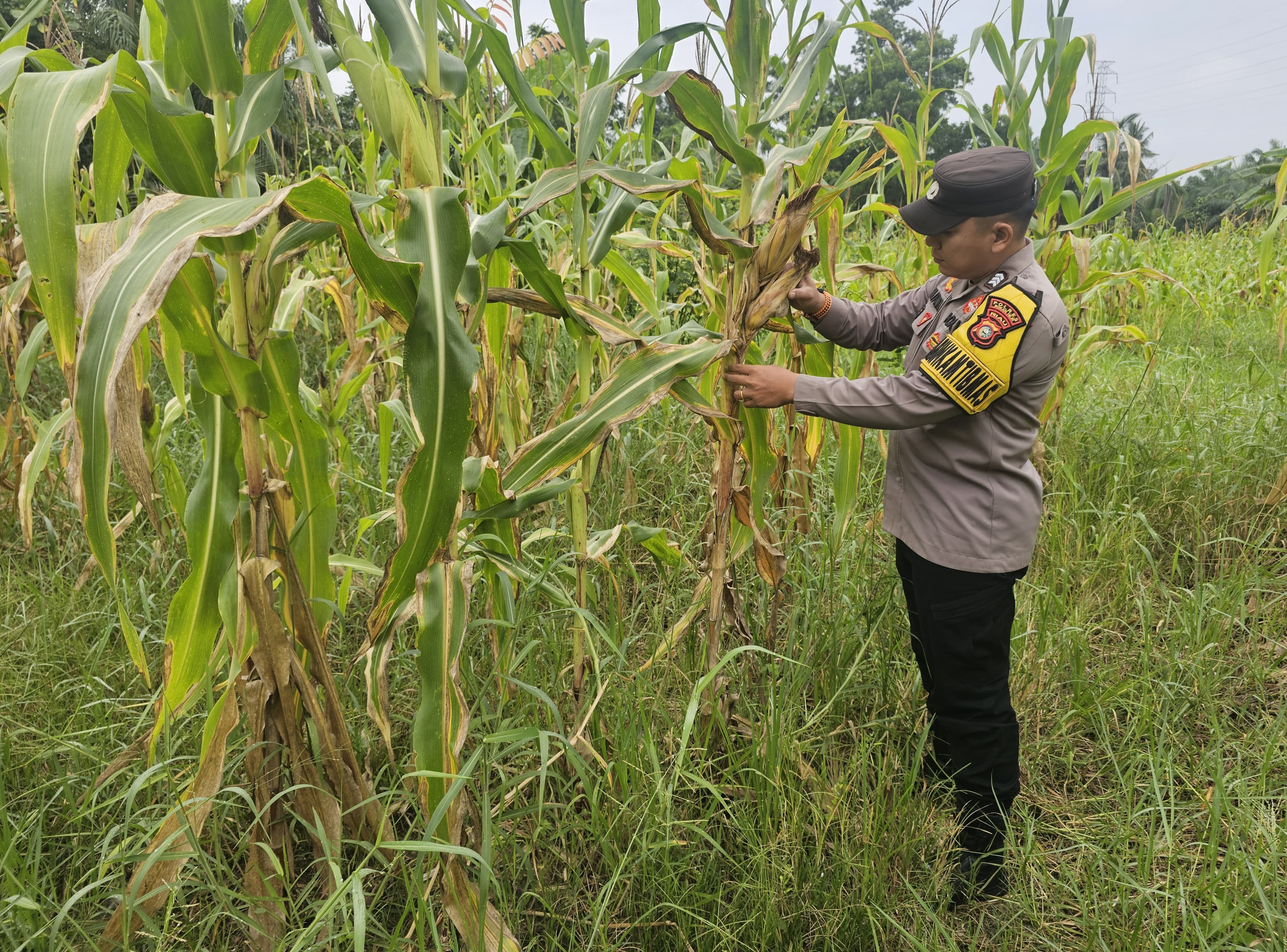 Bhabinkamtibmas Polsek Rimba Melintang Rutin Monitoring Jagung di Pematang Sikek