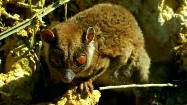 Makhluk Dikira Punah 6.000 Tahun Ditemukan di Papua, Masih Hidup