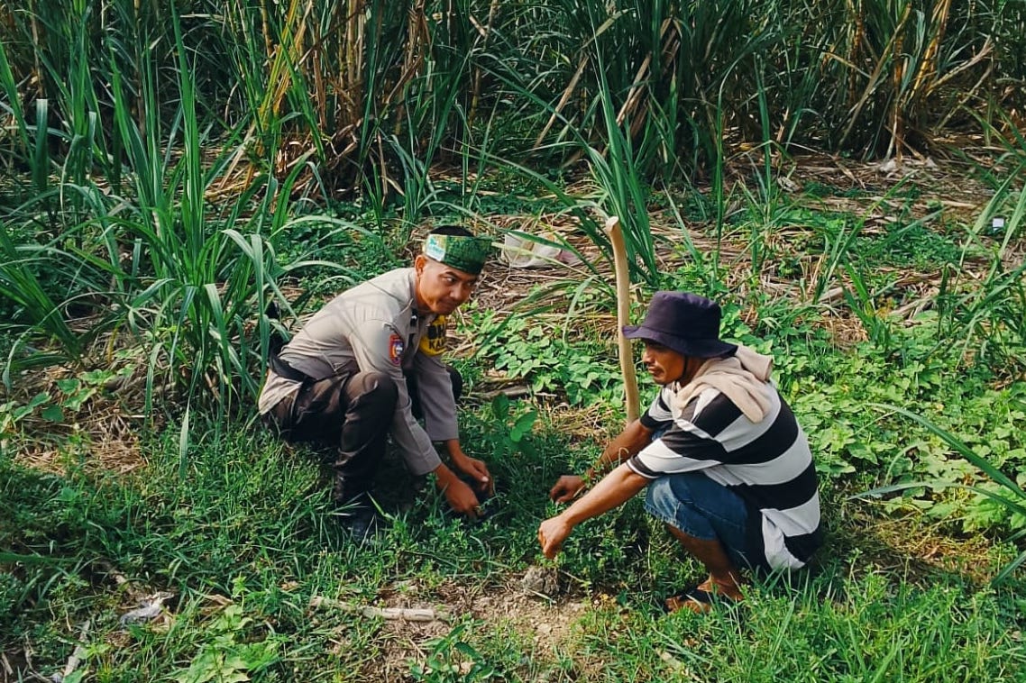 Green Policing, Polsek Rimba Melintang Tanam Bibit Mangga di Pekarangan Warga Rohil