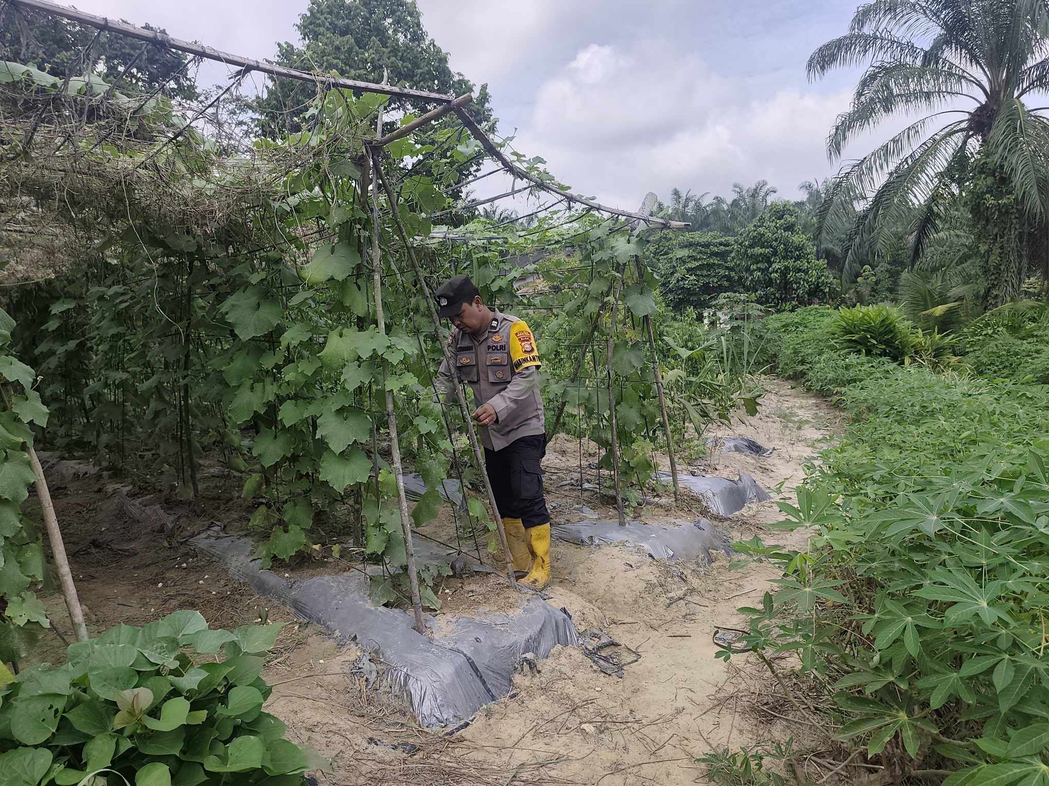 Sambangi Petani, Polsek Bangko Pusako Dorong Ketahanan Pangan di Rohil
