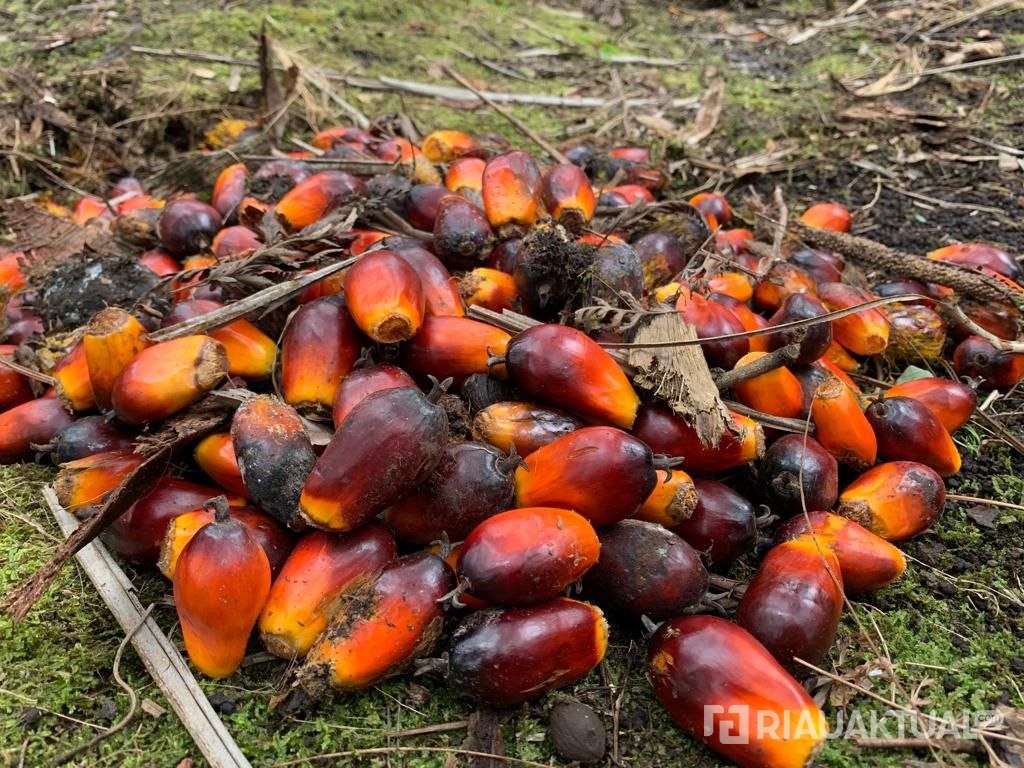 Harga TBS Kelapa Sawit Mitra Swada di Riau Capai Rp3.874 per Kilogram
