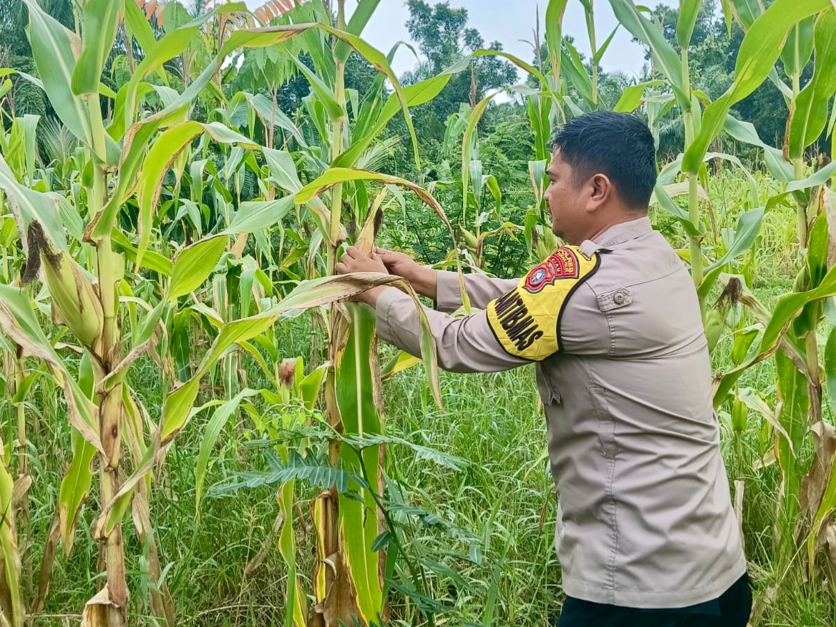 Polisi Cek Perkembangan Jagung Ketahanan Pangan di Belakang Polsek Rimba Melintang