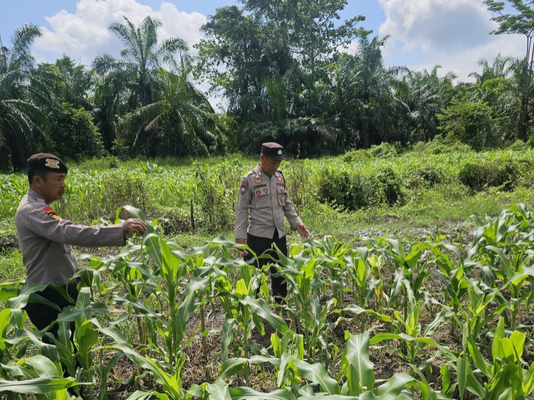 Polsek Rimba Melintang Pantau Perkembangan Lahan Jagung Program Ketahanan Pangan di Rohil