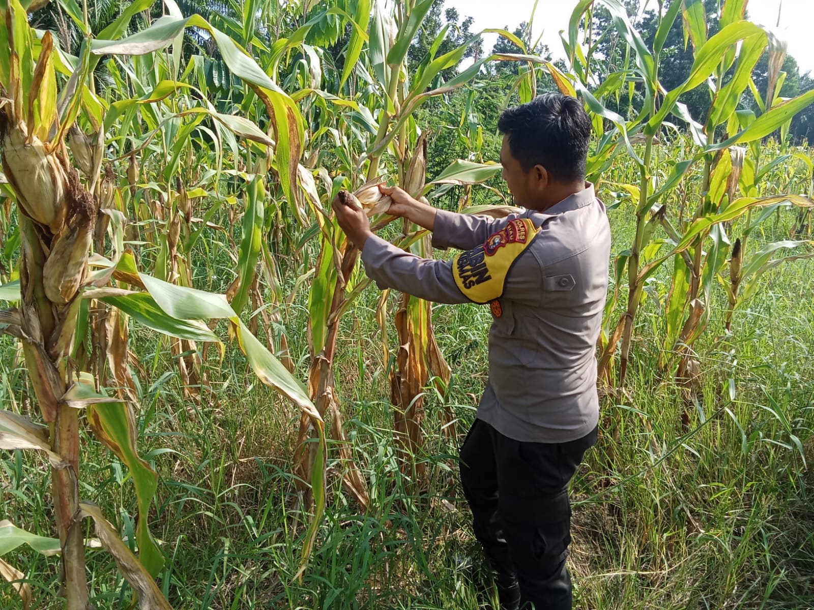 Polsek Rimba Melintang Pantau Perkembangan Jagung Ketahanan Pangan di Mukti Jaya