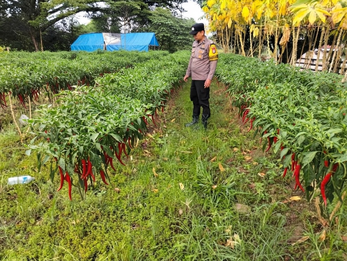Dorong Ketahanan Pangan, Polisi di Rohil Sambangi Petani Cabai