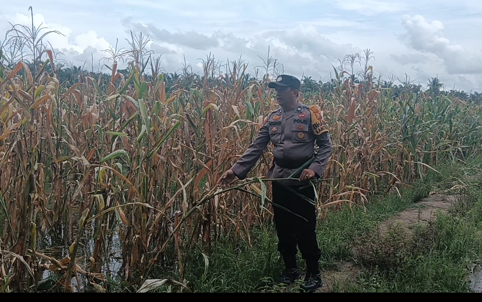 Hama Tikus Menyerang, Polsek Rimba Melintang Monitoring Ketahanan Pangan di Teluk Pulau Hulu