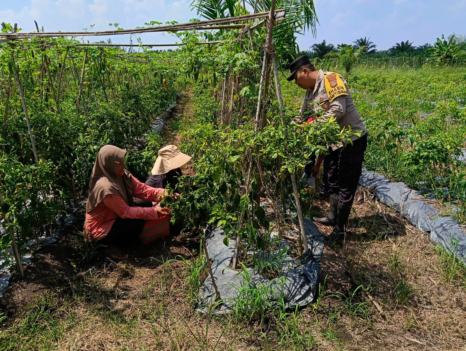 Polisi Sambangi Petani Timun di Rohil, Dukung Program Ketahanan Pangan Presiden