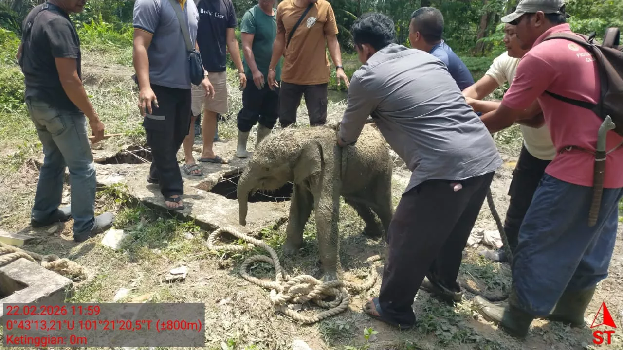 Kawanan Gajah Mengamuk di Siak Beri Sinyal Anaknya Terperosok ke Dalam Septic Tank