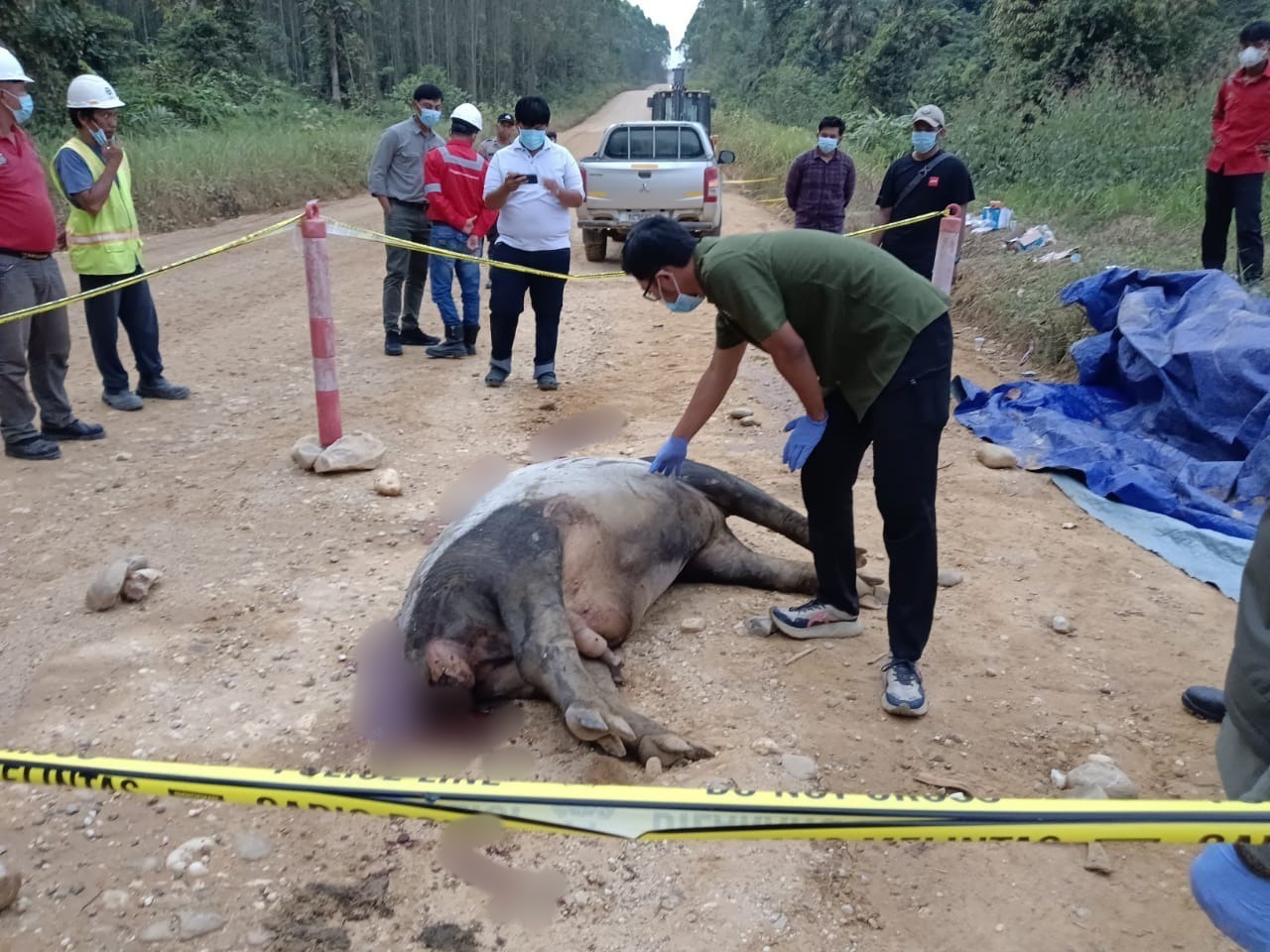 Tapir Jantan Dewasa Ditemukan Mati di Jalan Koridor RAPP Dekat TNTN