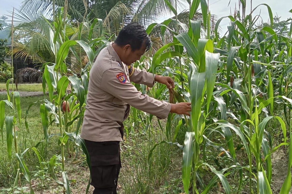 Polsek Rimba Melintang Pantau Perkembangan Jagung Program Ketahanan Pangan di Mukti Jaya