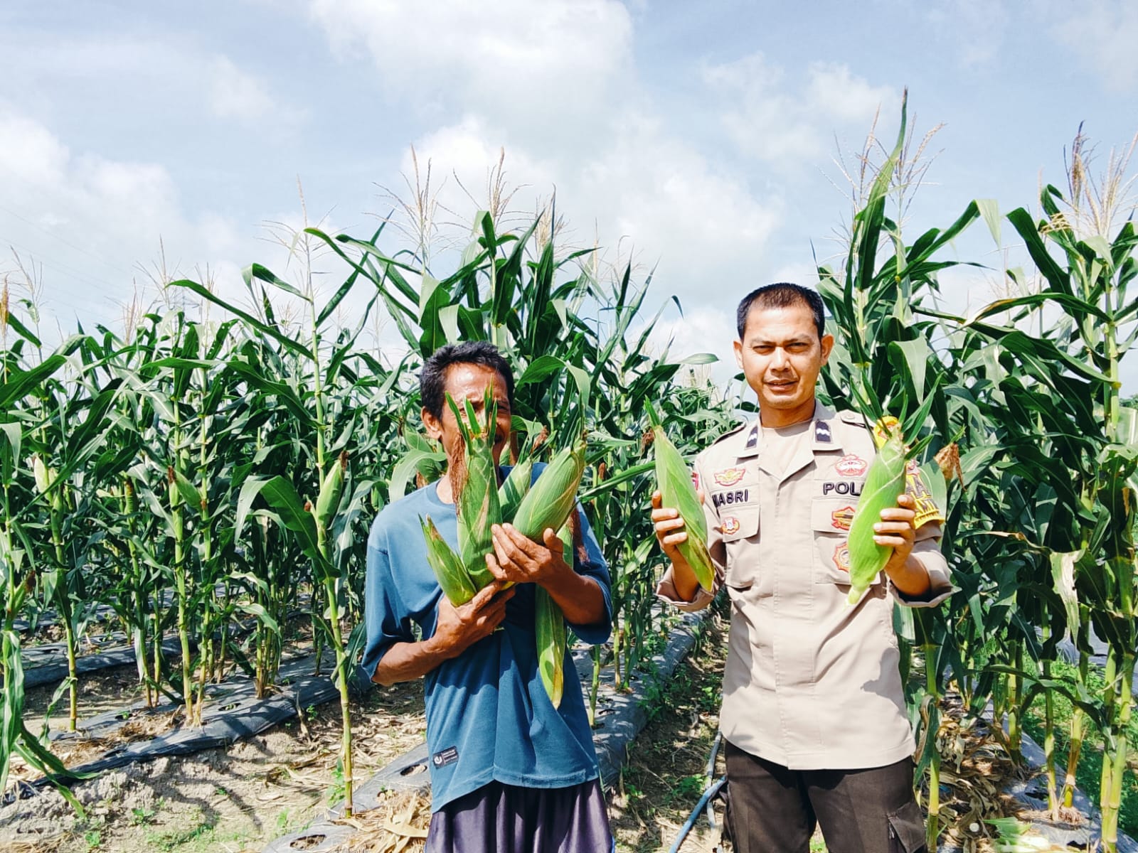 Polsek Rimba Melintang Rawat Tanaman Jagung 30 HST Dukung Ketahanan Pangan Nasional
