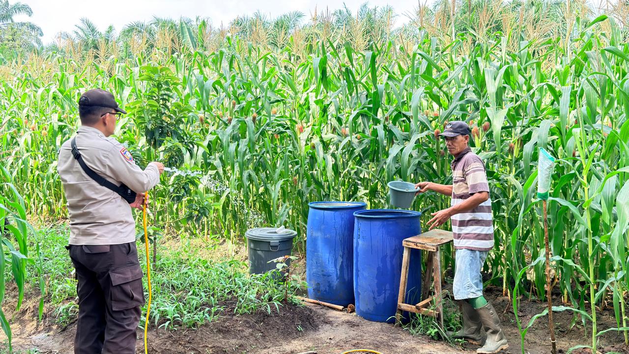 Polisi di Rohil Rawat Lahan Jagung Ketahanan Pangan, Sukseskan Program Nasional 