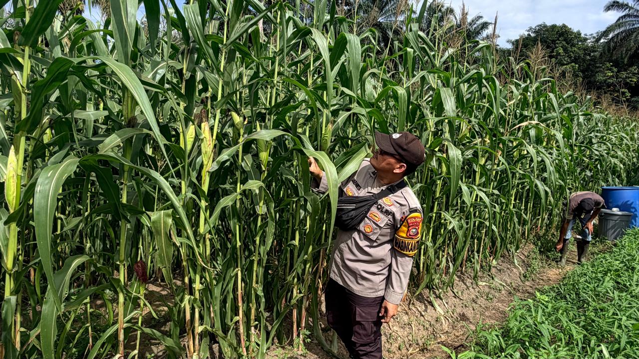 Polisi di Rohil Cek Jagung Ketahanan Pangan, Dukung Program Nasional 