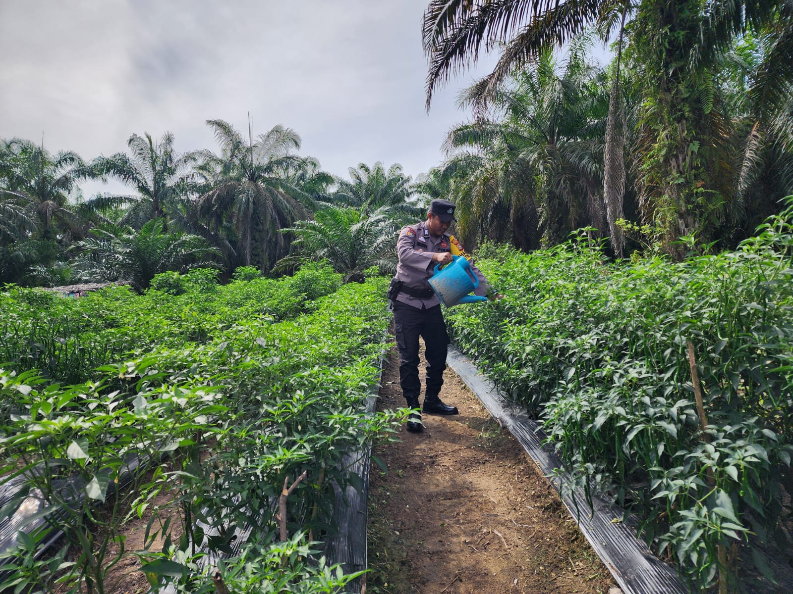 Bhabinkamtibmas Hadir di Tengah Petani Cabai, Dukung Program Ketahanan Pangan