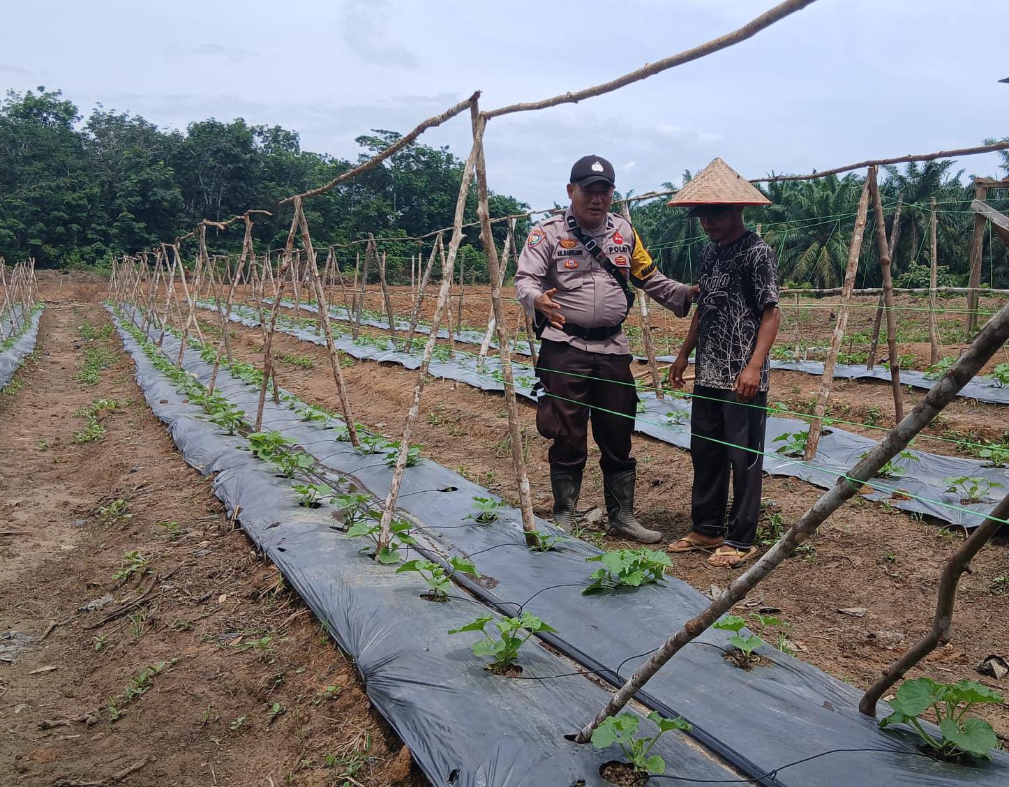 Dukung Swasembada Pangan, Polisi Sambangi Petani Melon di Rohil