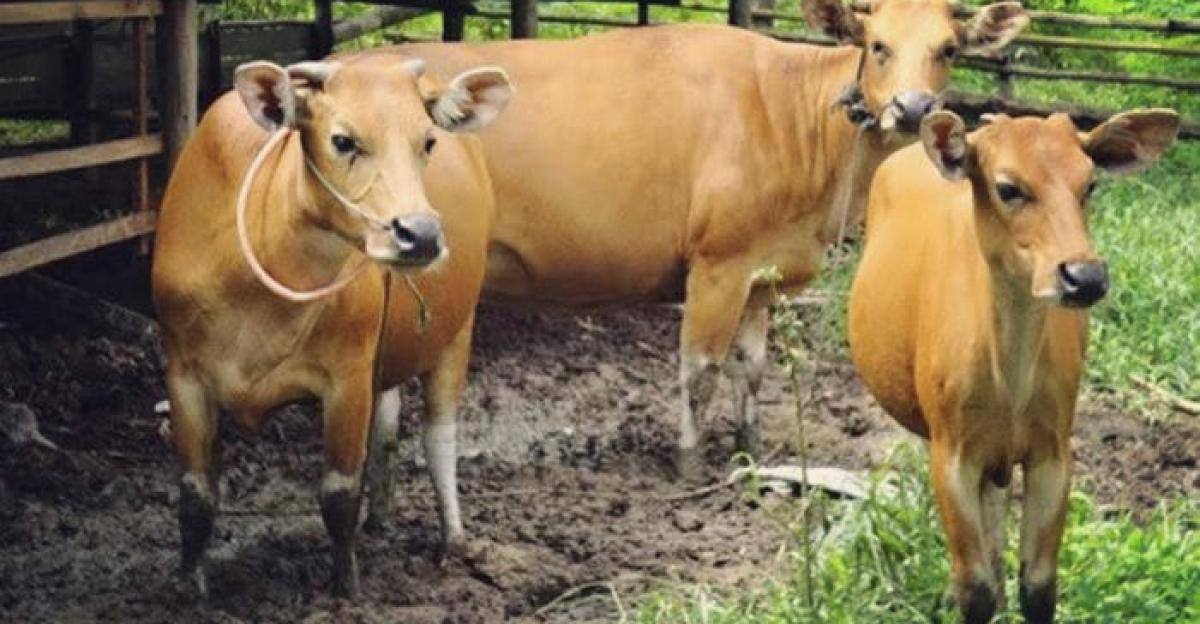 Pemprov Riau Lelang 50 Ekor Sapi Milik Daerah