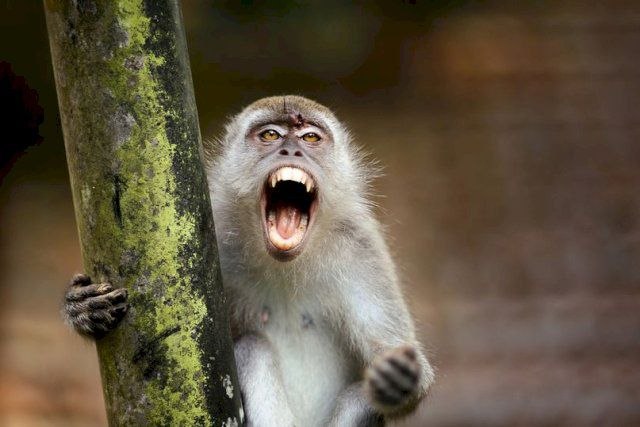 Korban Serangan Monyet Liar di Inhil Capai 15 Orang