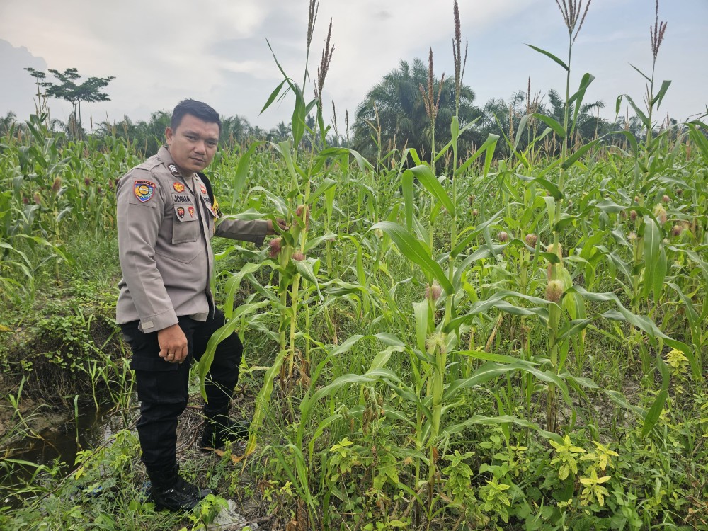 Polri di Rimba Melintang Pantau Pertumbuhan Jagung Ketahanan Pangan PT GMR