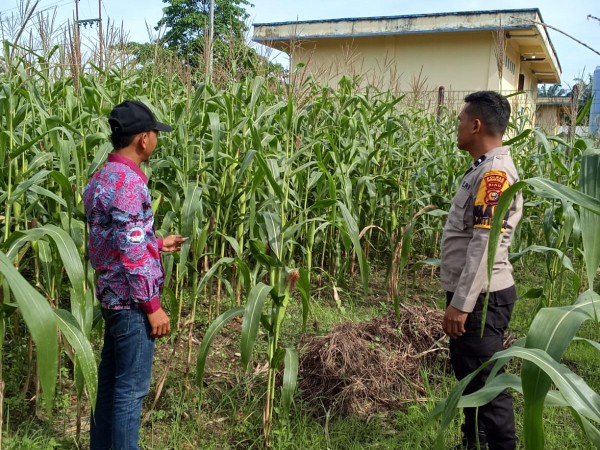 Bhabinkamtibmas Polsek Rimba Melintang Pantau Program Ketapang di Rohil