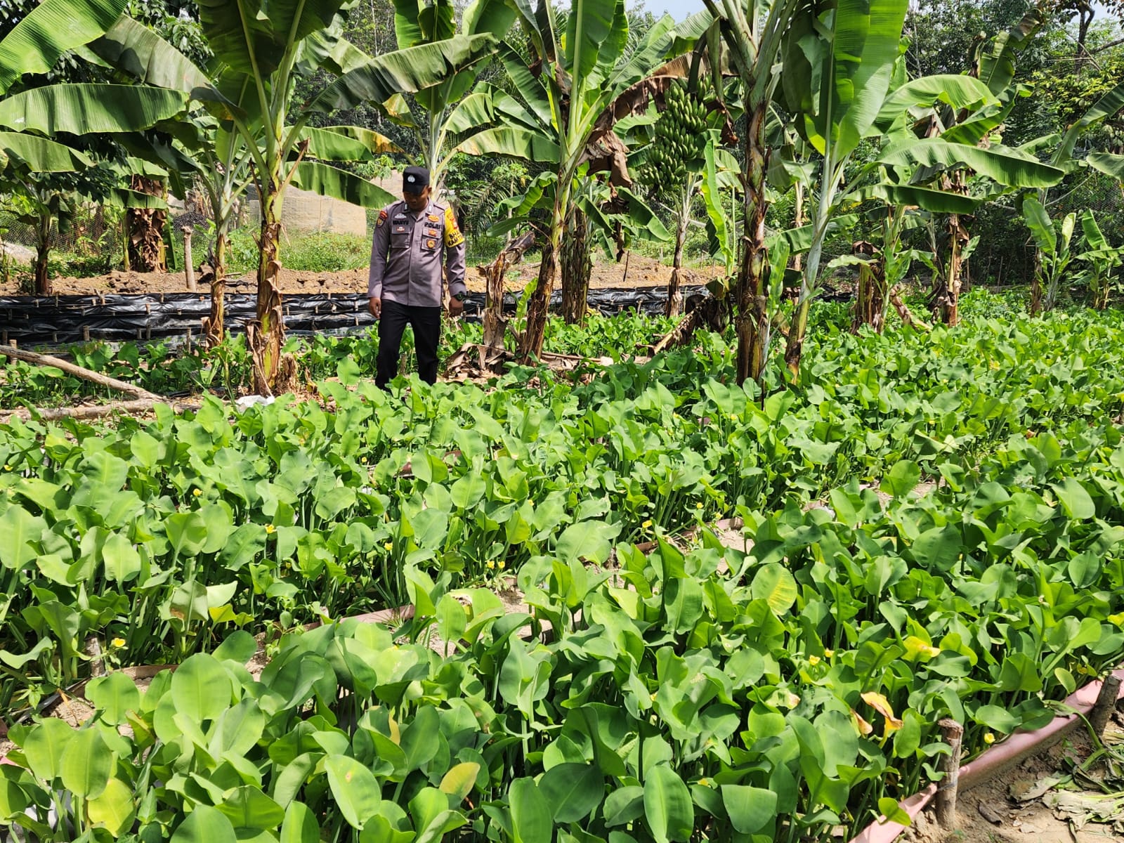 Sukseskan Program Nasional, Bhabinkamtibmas Sambang Petani Genjer di Bangko Pusako
