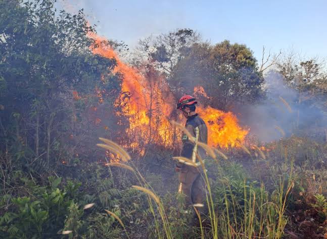 Kemarau El Nino, Lahan Terbakar di Pekanbaru Sudah Capai 38 Hektare Lebih 