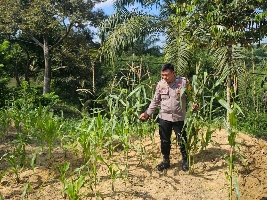Bhabinkamtibmas Pantau Pertumbuhan Jagung Ketahanan Pangan di PT GMR Rimba Melintang