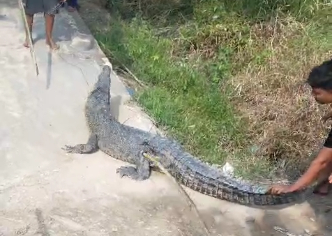 Buaya Muara Kejar dan Serang Warga di Inhil, Berhasil Ditangkap