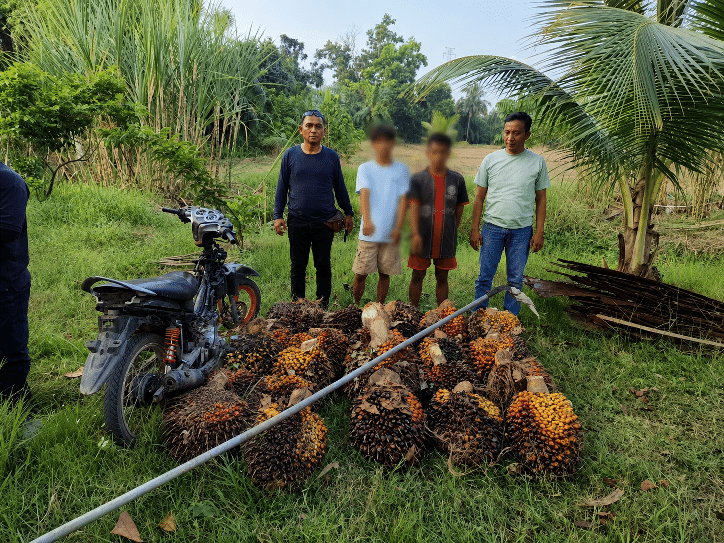Curi 25 Tandan Buah Sawit di Rohil, Dua Pria Diamankan Polsek Rimba Melintang