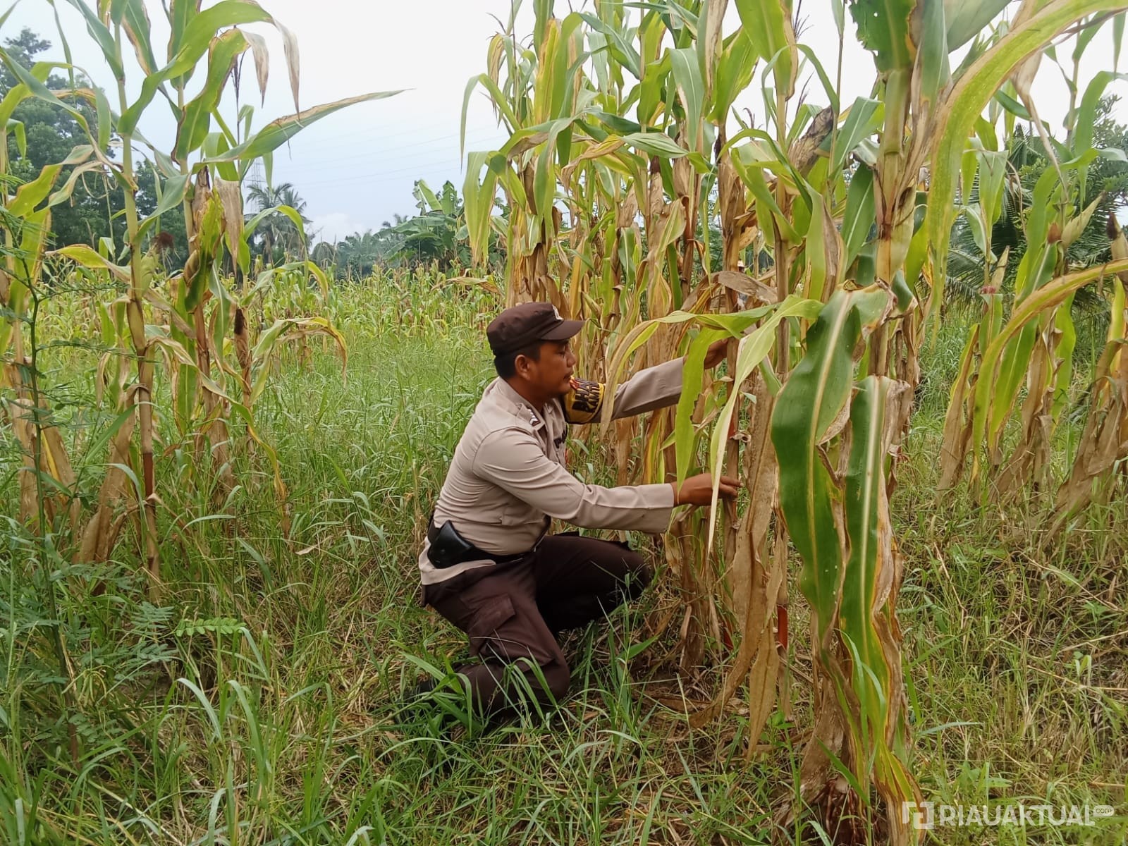 Polsek Rimba Melintang Cek Perkembangan Jagung Ketahanan Pangan di Mukti Jaya