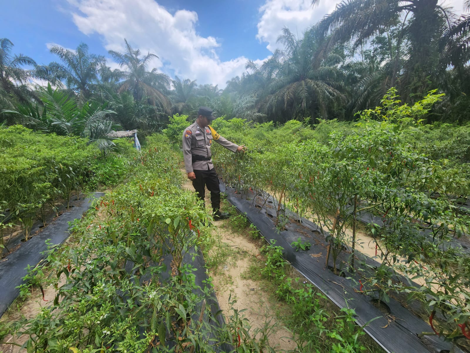 Program Polisi Cinta Petani Berlanjut, Bhabinkamtibmas Dampingi Petani Cabai di Rohil