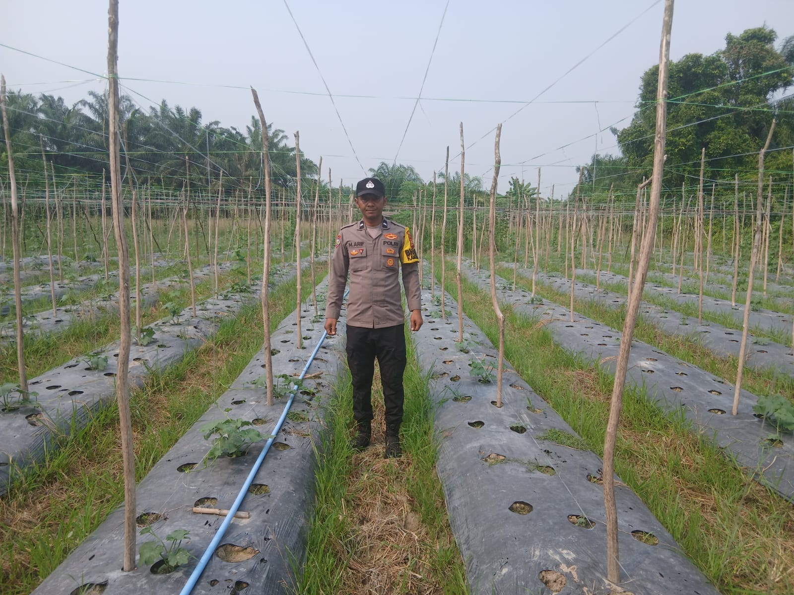 Dukung Ketahanan Pangan, Polisi di Rohil Cek Langsung Tanaman Timun Petani