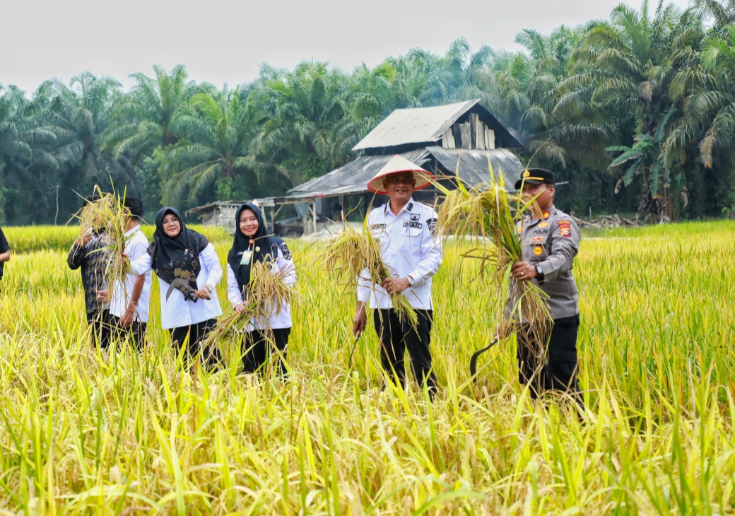 Dari Sawah untuk Negeri, Petani Siak Berjuang Menjaga Ketahanan Pangan