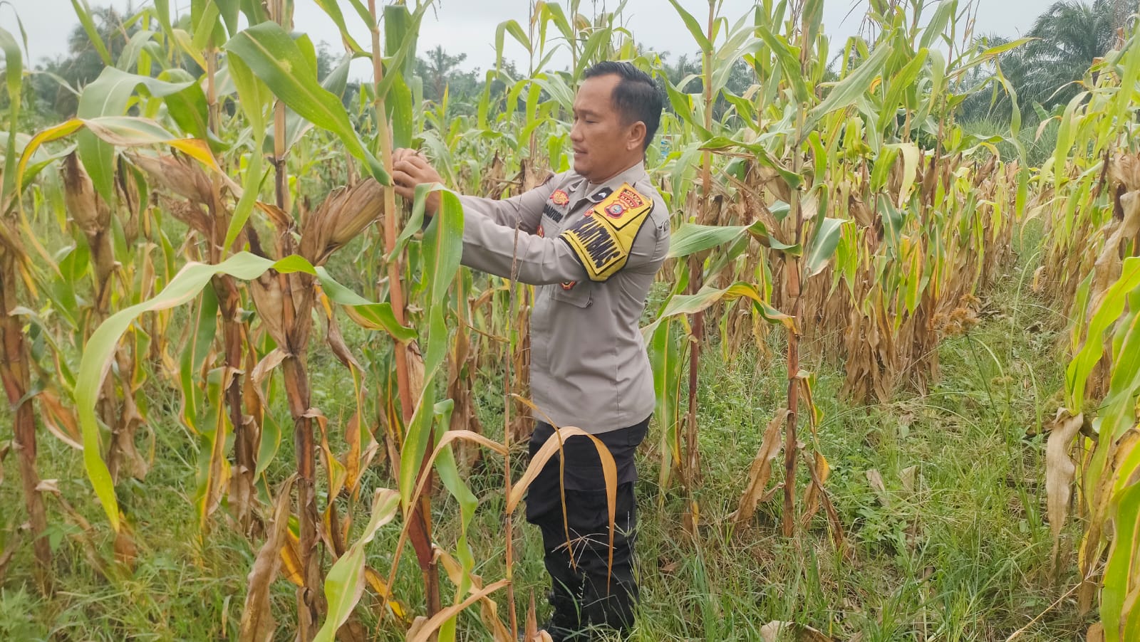 Polsek Rimba Melintang Rutin Pantau Lahan Jagung 2 Hektare Program Ketahanan Pangan