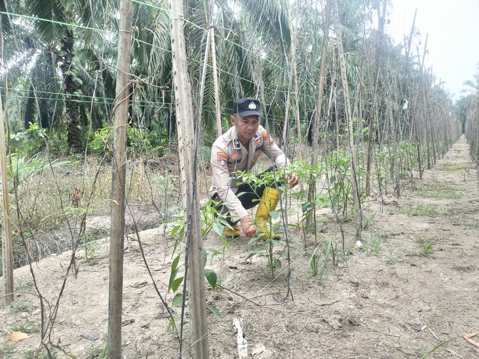 Dukung Ketahanan Pangan, Polisi Sambangi Petani Cabai di Bangko Pusako