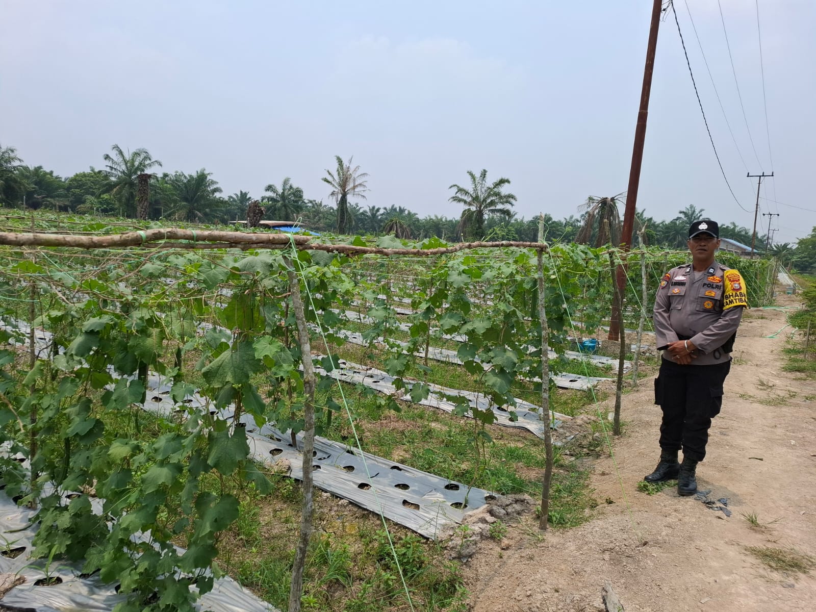 Asta Cita Presiden, Polisi di Rohil Turun ke Kebun Petani