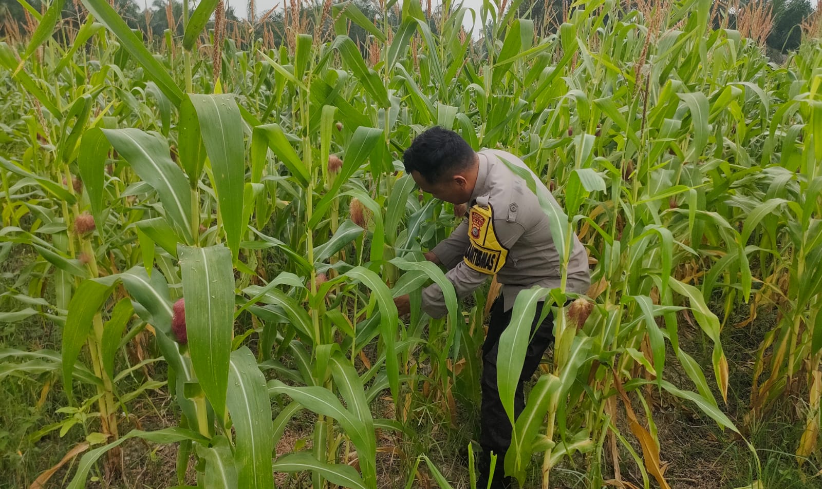 Polsek Rimba Melintang Intensif Pantau Perkembangan Jagung Ketahanan Pangan
